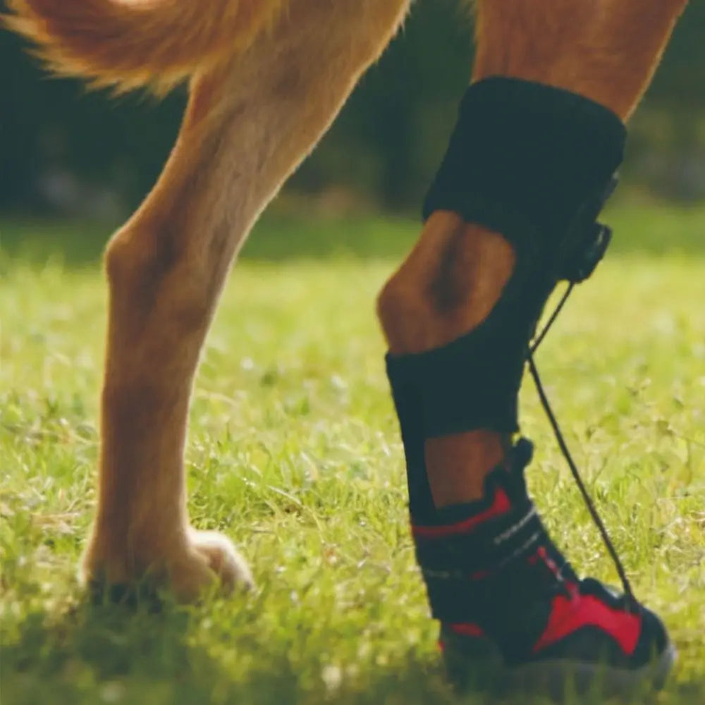 Bottes Protectrices pour Chiens – Confort, Soutien &amp; Anti-Glisse